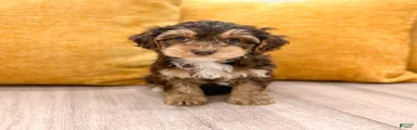 Cocoa