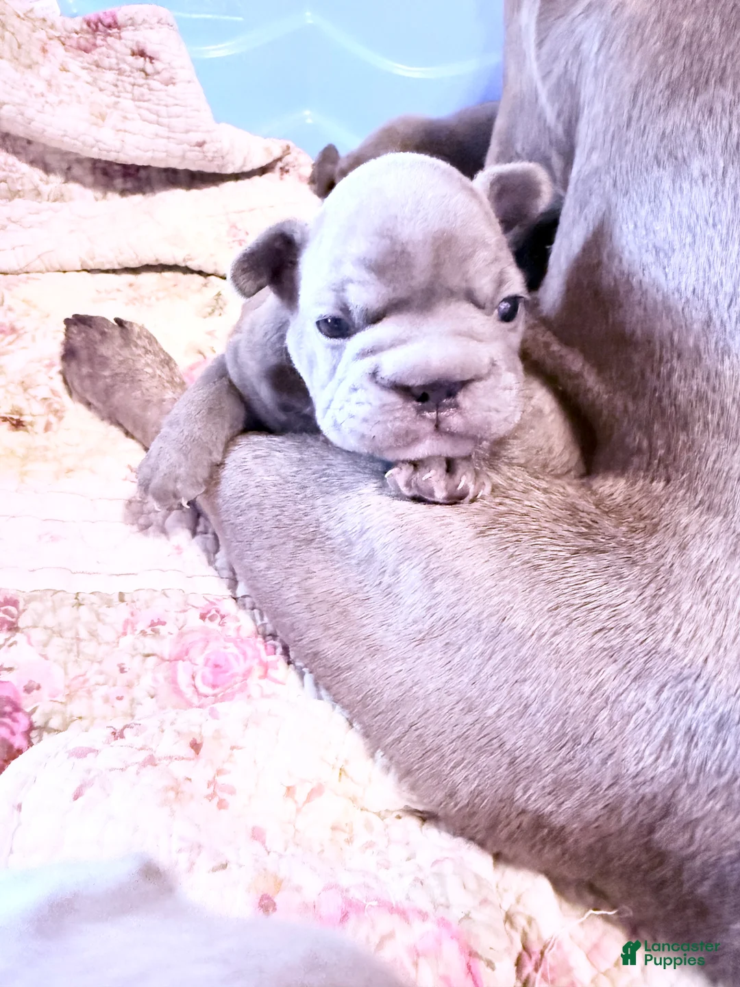 French Bulldog dogs for sale: French Bulldog 1 - Ad 2