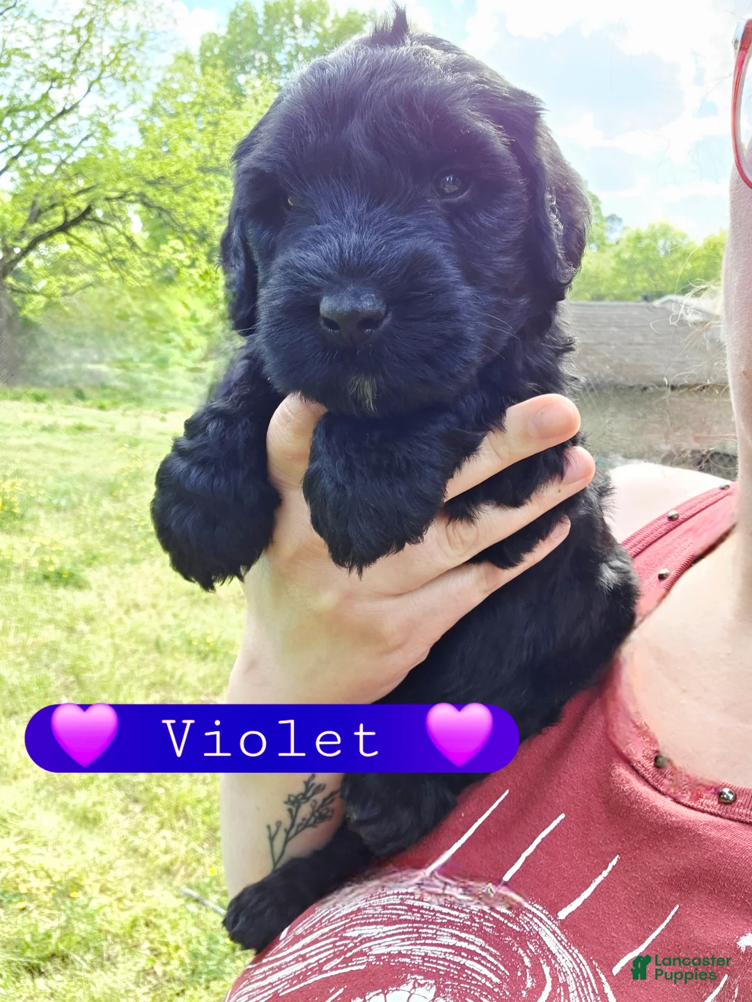 Giant Schnauzer dogs for sale: Giant Schnauzer Violet  - Ad 1