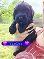 Giant Schnauzer Violet