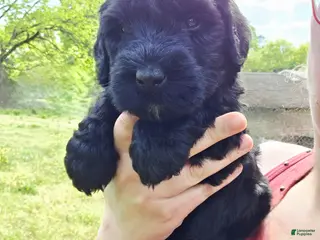 Giant Schnauzer dogs Giant Schnauzer Violet - Ad 9