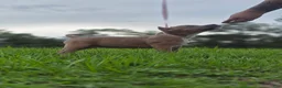 American Bully dogs for sale: American Bully Puppy 3 - Ad 3