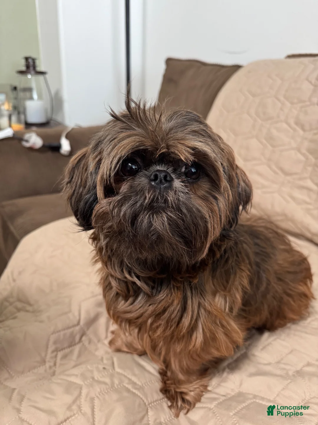 Shih Tzu dogs for sale: Shih Tzu 3 - Ad 3
