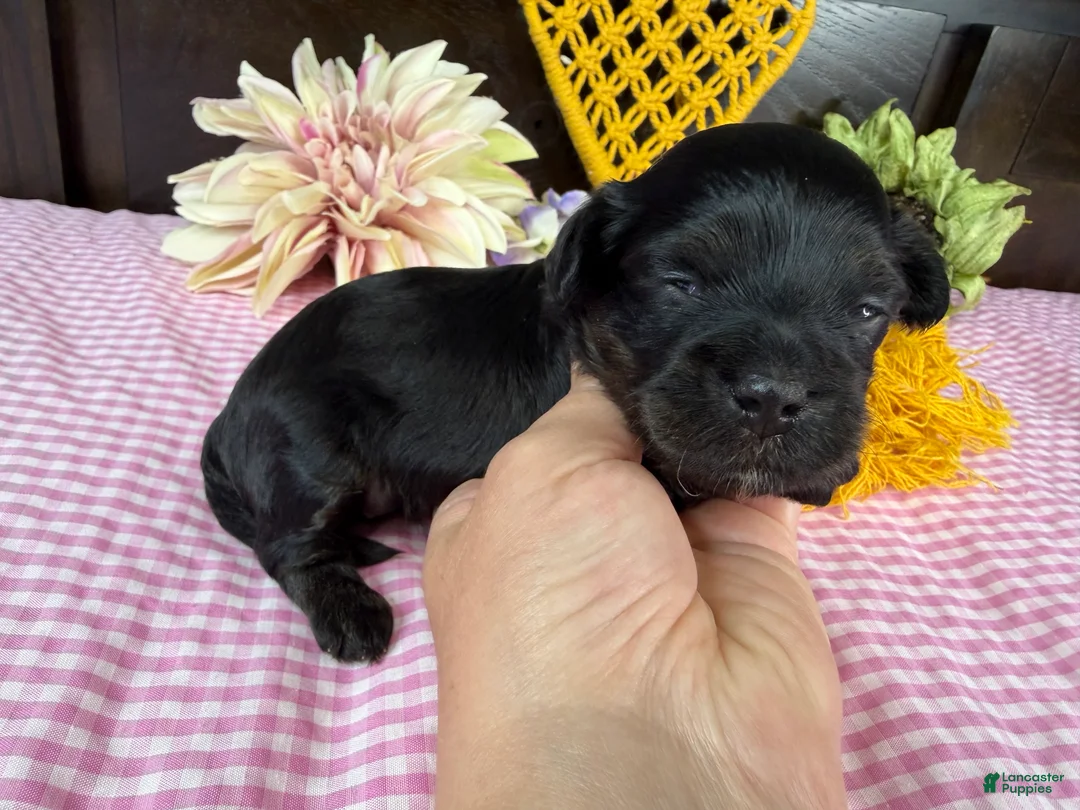 Havapoo dogs for sale: Havapoo 4 - Ad 2