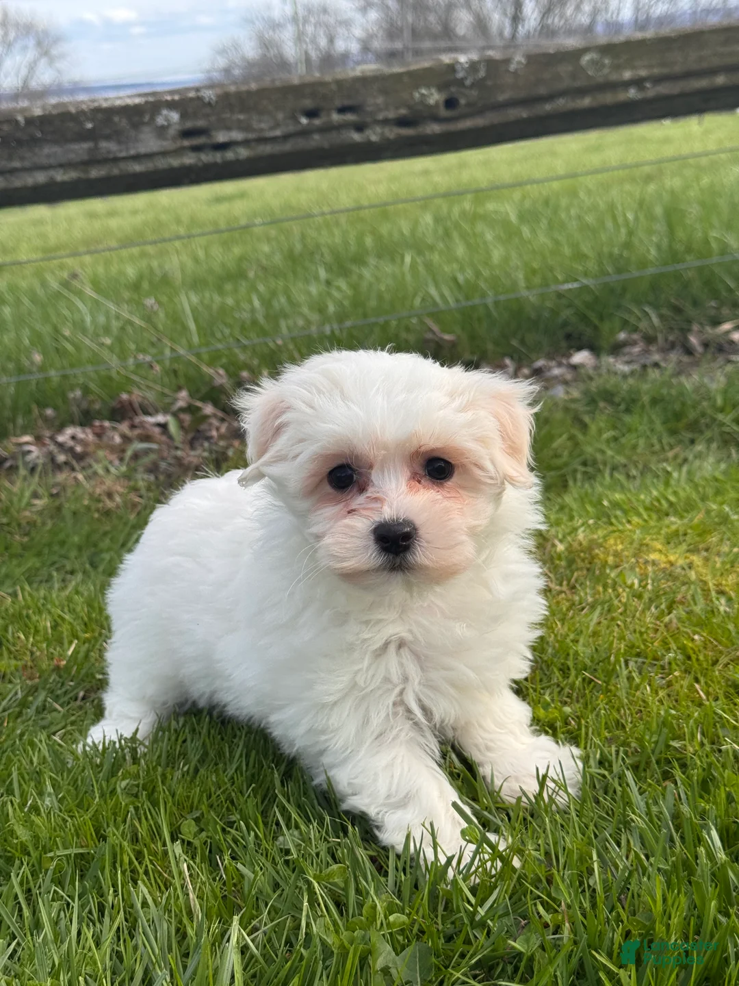 Mixed Breed dogs for sale: Heidi - Ad 2