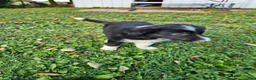 Border Collie dogs for sale: Gus - Ad 3