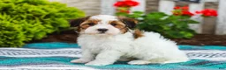 Havapoo dogs for sale: Wanda (Raised in Home, Crate Trained, & Potty Training!) - Ad 3