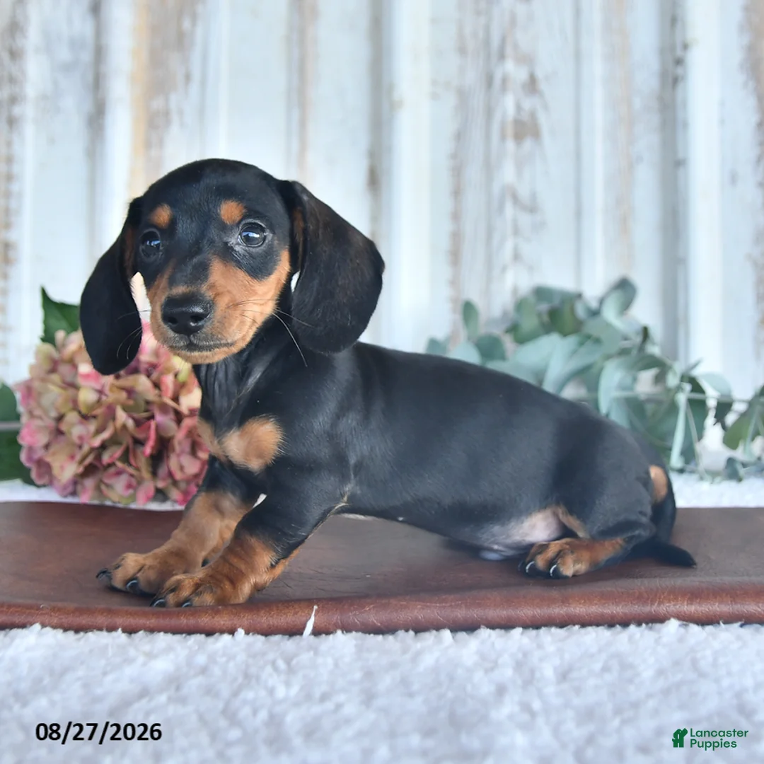 Miniature Dachshund dogs for sale: Midnight - Ad 2