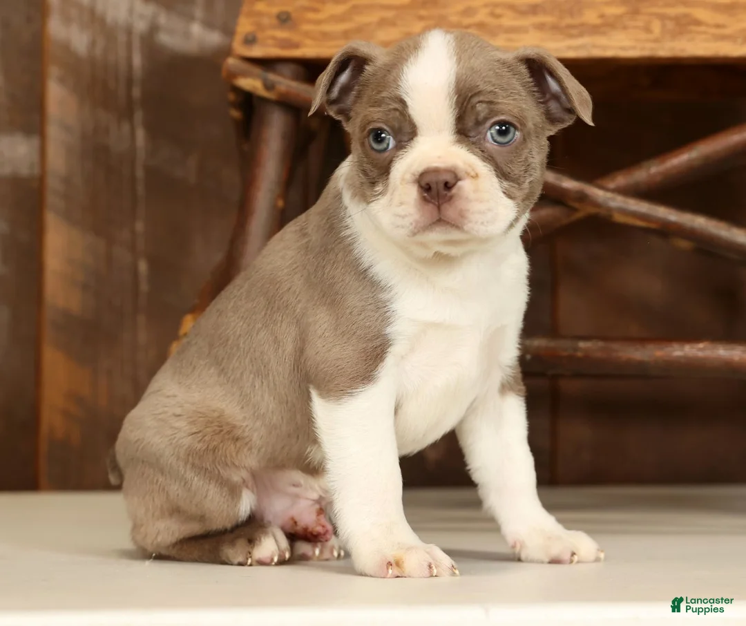 Boston Terrier dogs for sale: Rex - Ad 1