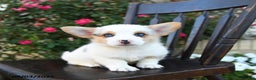Welsh Corgi Pembroke dogs for sale: Chump - Ad 1