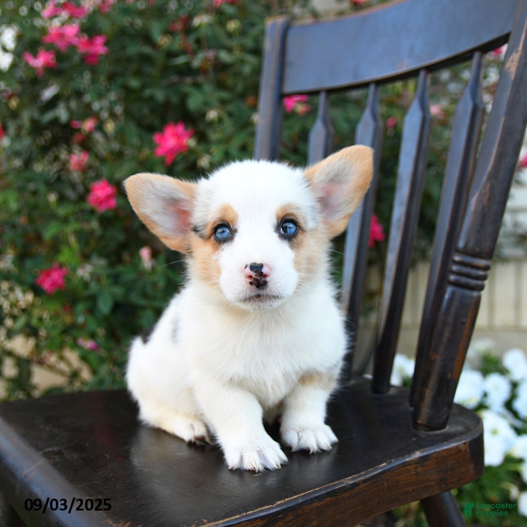 Welsh Corgi Pembroke dogs for sale: Chump - Ad 1