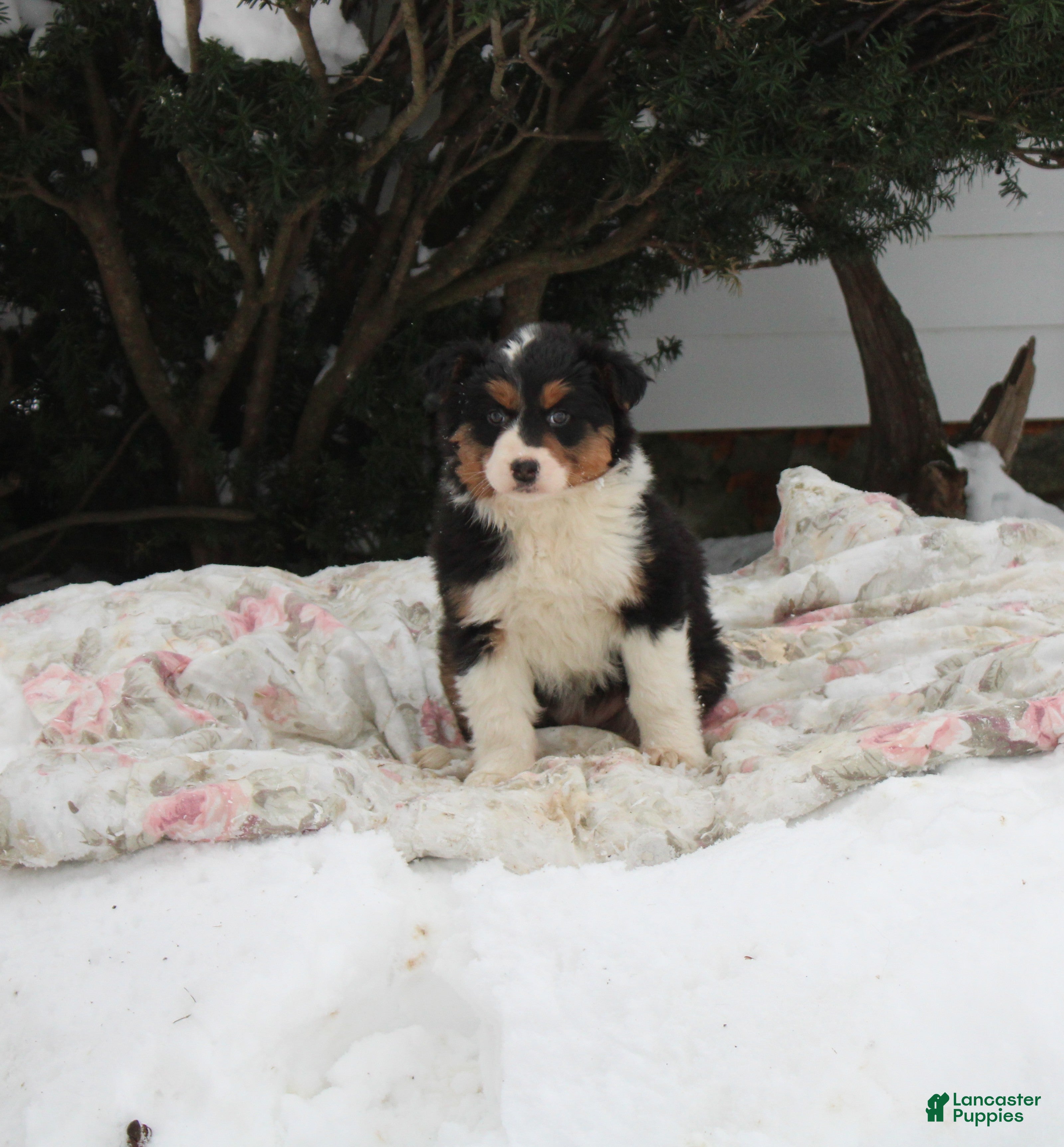 Australian Shepherd dogs Ruby - Ad 12