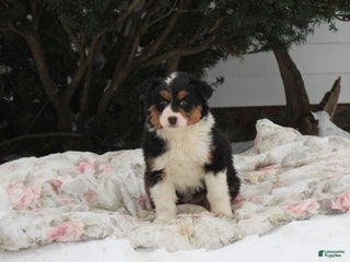 Australian Shepherd dogs Ruby - Ad 17