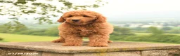 Mini Goldendoodle dogs for sale: Atley - Ad 4