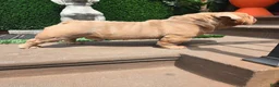 English Bulldog dogs for stud: OPEN FOR STUD - Ad 43