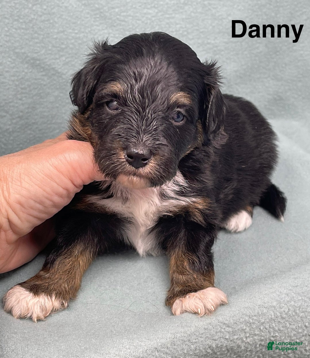 Mixed Breed dogs for sale: Danny - Ad 2