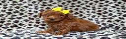 Mini Goldendoodle dogs for sale: Sydney - Ad 3