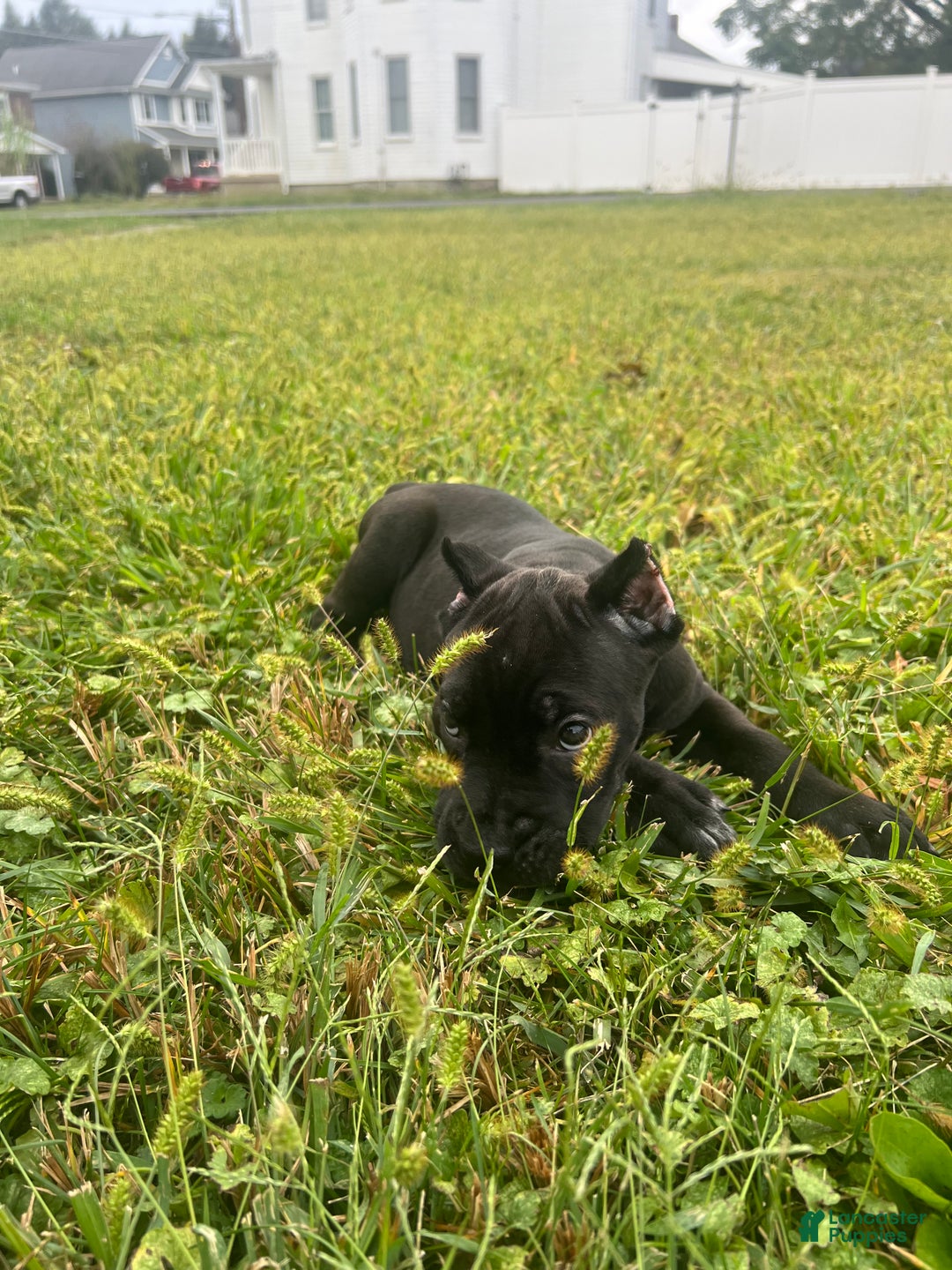 Cane Corso dogs for sale: Vanilla  - Ad 13