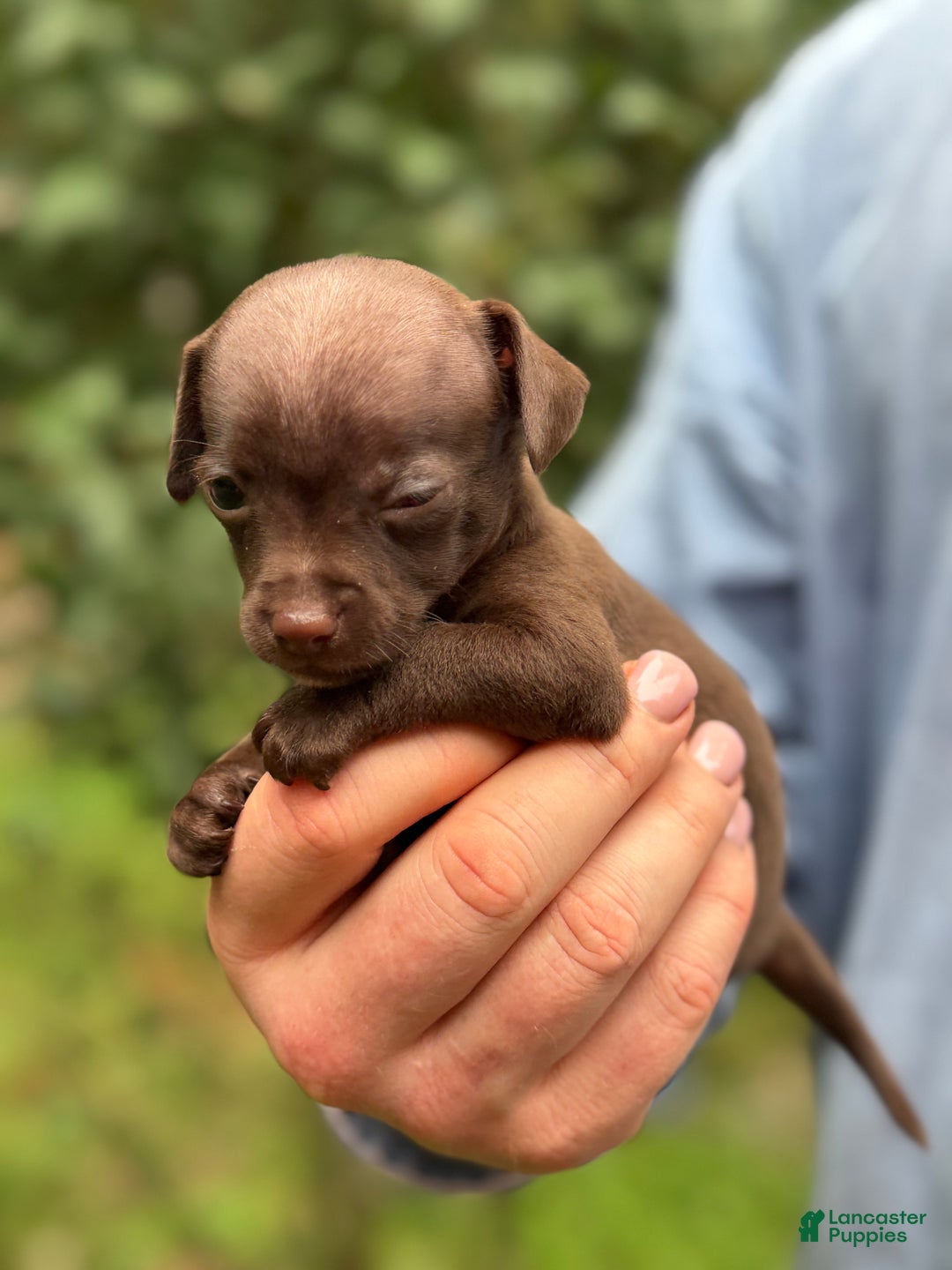 Mixed Breed dogs for sale: Cleopatra  - Ad 53