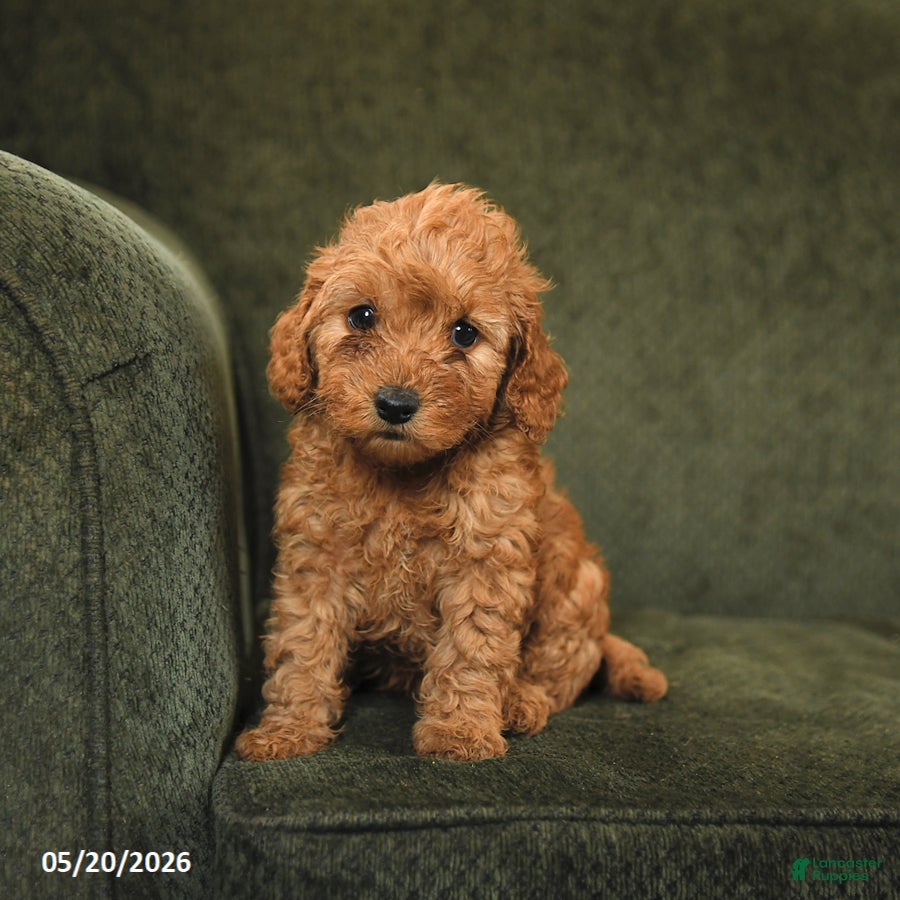 Cockapoo dogs for sale: Hazel - Ad 1