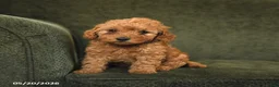 Cockapoo dogs for sale: Hazel - Ad 1