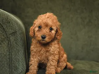Cockapoo dogs for sale: Hazel - Ad 1