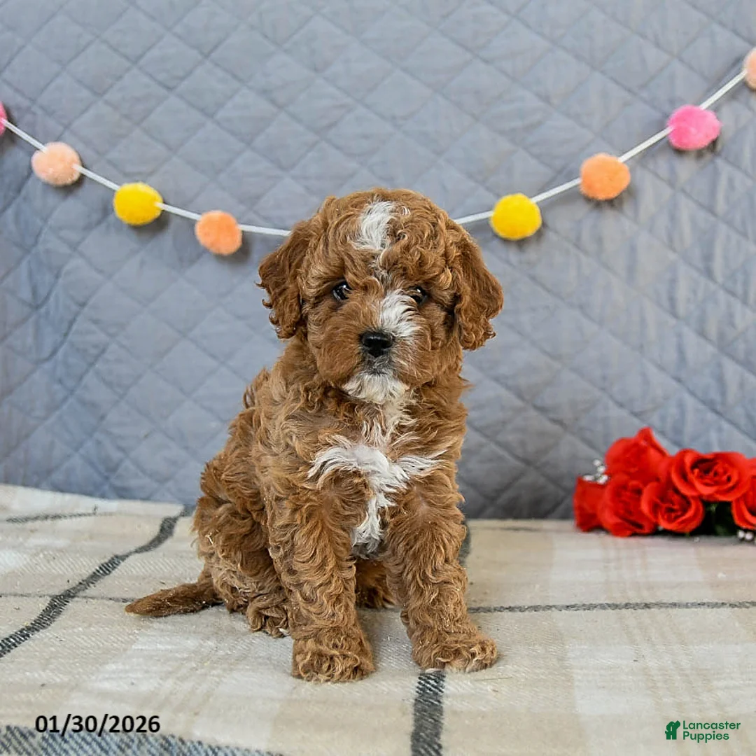 Cavapoo dogs for sale: Ivy - Ad 1
