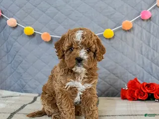 Cavapoo dogs Ivy - Ad 6