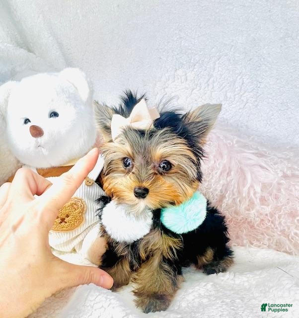 Yorkshire Terrier dogs Yorkshire Terrier Puppy 2 - Ad 23