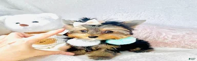 Yorkshire Terrier Puppy 2