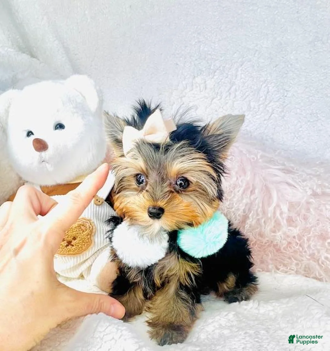 Yorkshire Terrier dogs for sale: Yorkshire Terrier Puppy 2 - Ad 1