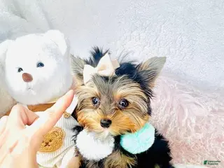 Yorkshire Terrier dogs Yorkshire Terrier Puppy 2 - Ad 12