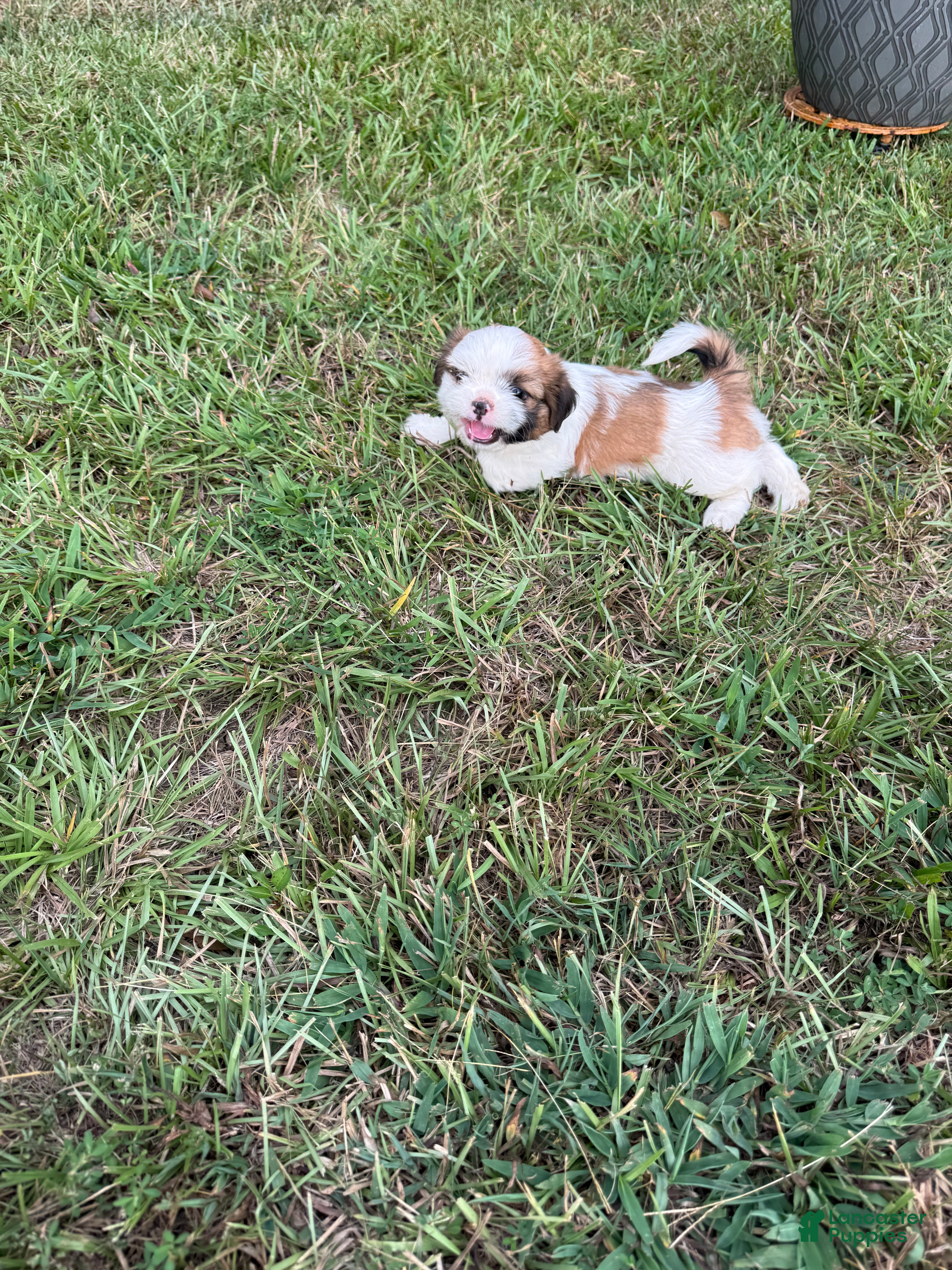 Shih Tzu dogs Shih Tzu 2 - Ad 1