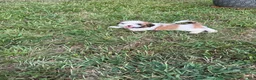 Shih Tzu dogs for sale: Shih Tzu 2 - Ad 1