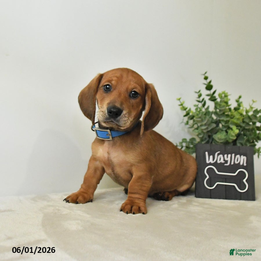 Miniature Dachshund dogs for sale: Waylon - Ad 2