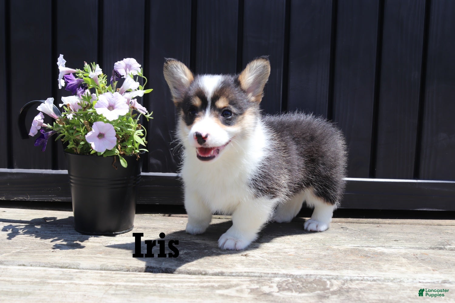 Welsh Corgi Pembroke dogs Iris - Ad 1