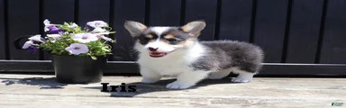 Iris