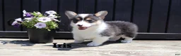 Welsh Corgi Pembroke dogs for sale: Iris - Ad 1