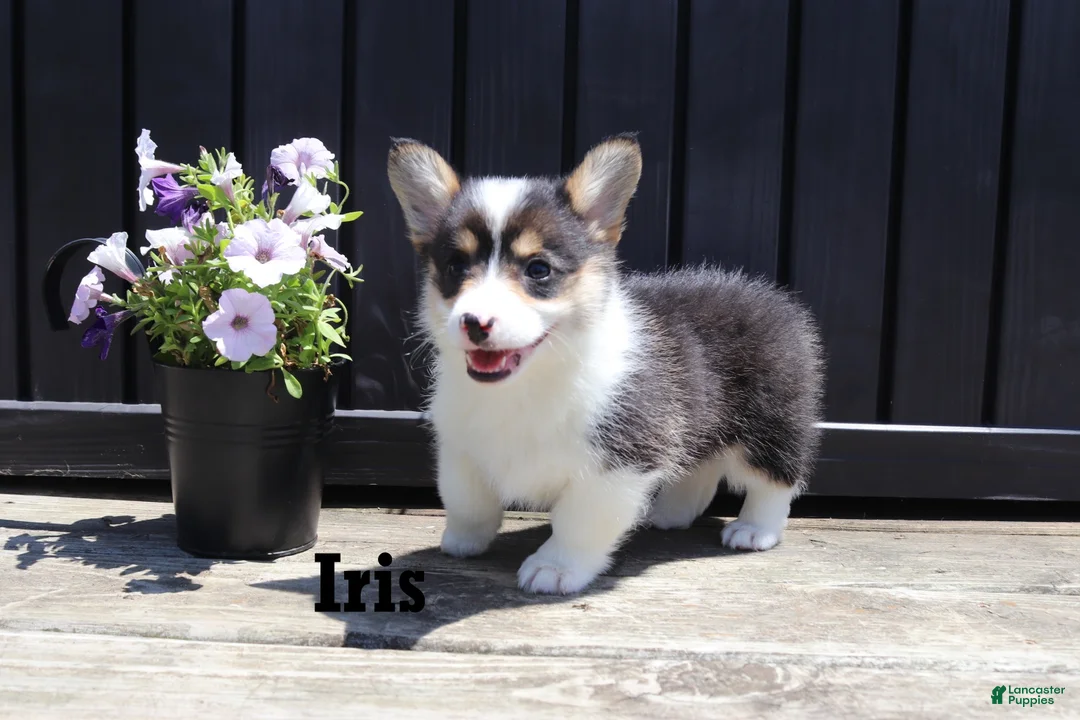 Welsh Corgi Pembroke dogs for sale: Iris - Ad 1