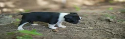 Boston Terrier dogs for sale: Perfect - Ad 2