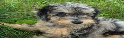 Miniature Poodle dogs for sale: Maple  - Ad 2