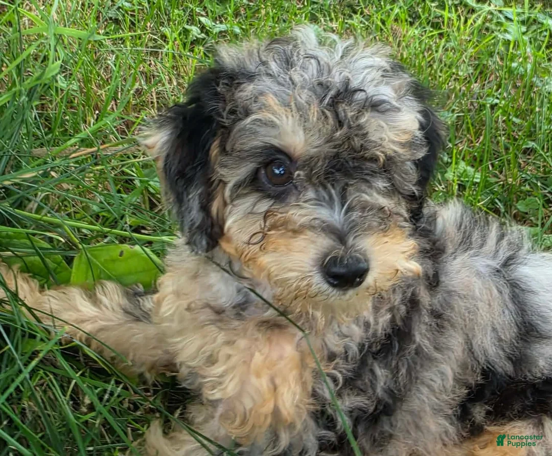 Miniature Poodle dogs for sale: Maple  - Ad 2