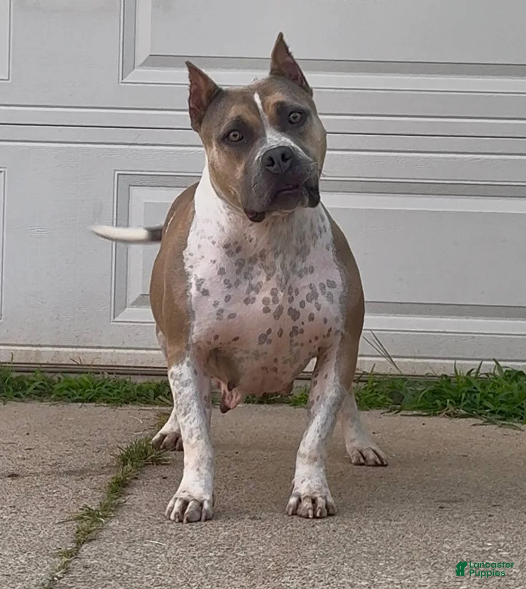 American Bully dogs for sale: Rowena - Ad 3