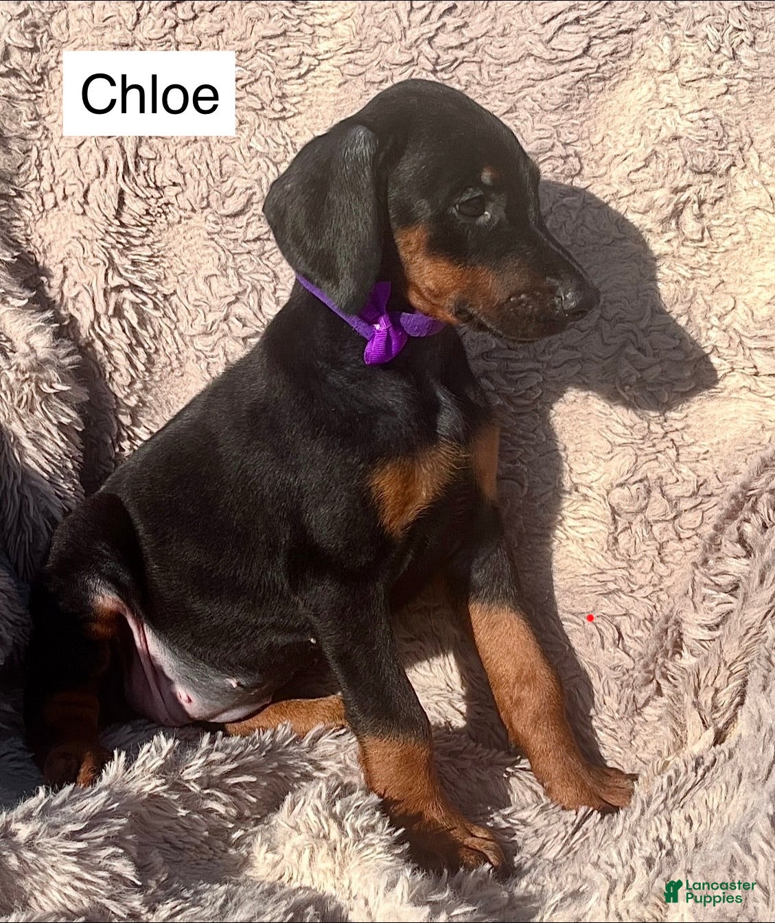 Doberman Pinscher dogs Chloe - Ad 2