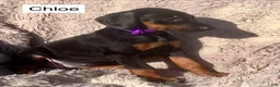 Doberman Pinscher dogs for sale: Chloe - Ad 2