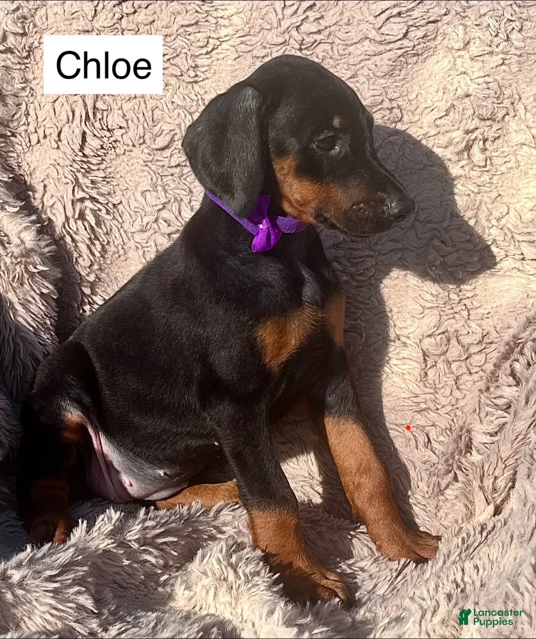 Doberman Pinscher dogs for sale: Chloe - Ad 2