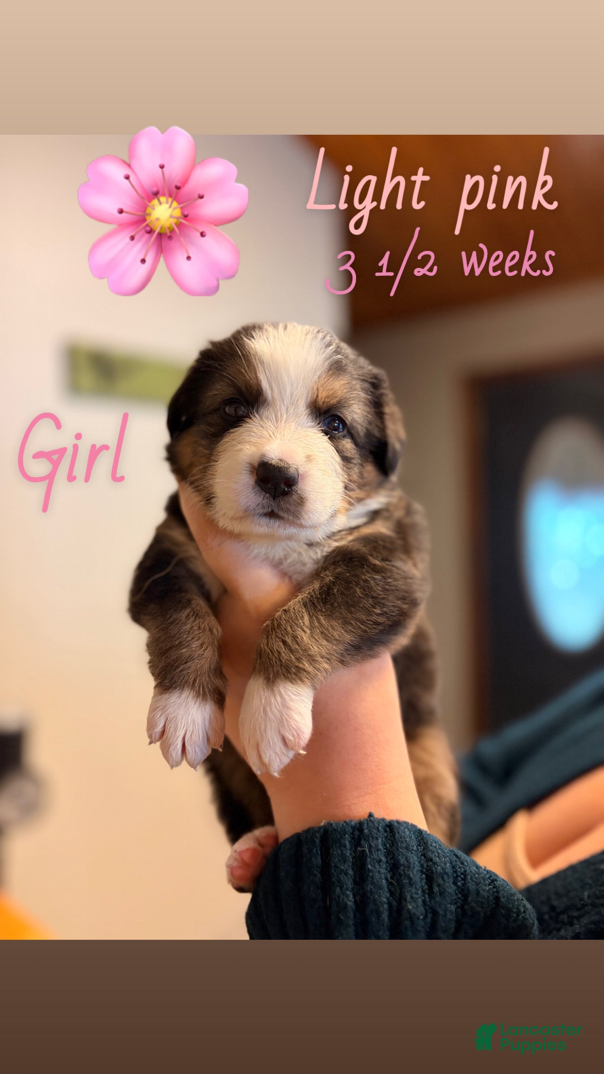 Mixed Breed dogs for sale: Light pink - Ad 1
