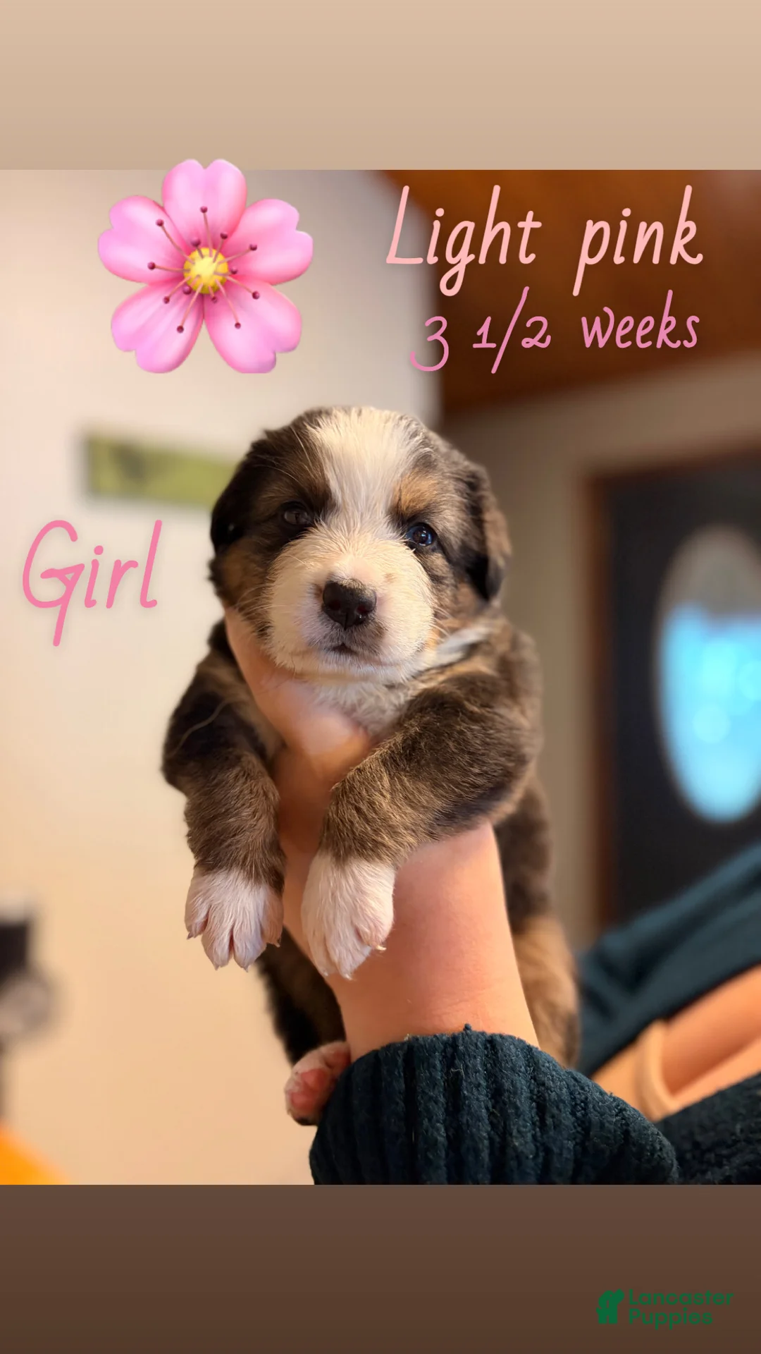 Mixed Breed dogs for sale: Light pink - Ad 1