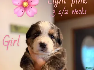 Mixed Breed dogs Light pink - Ad 5