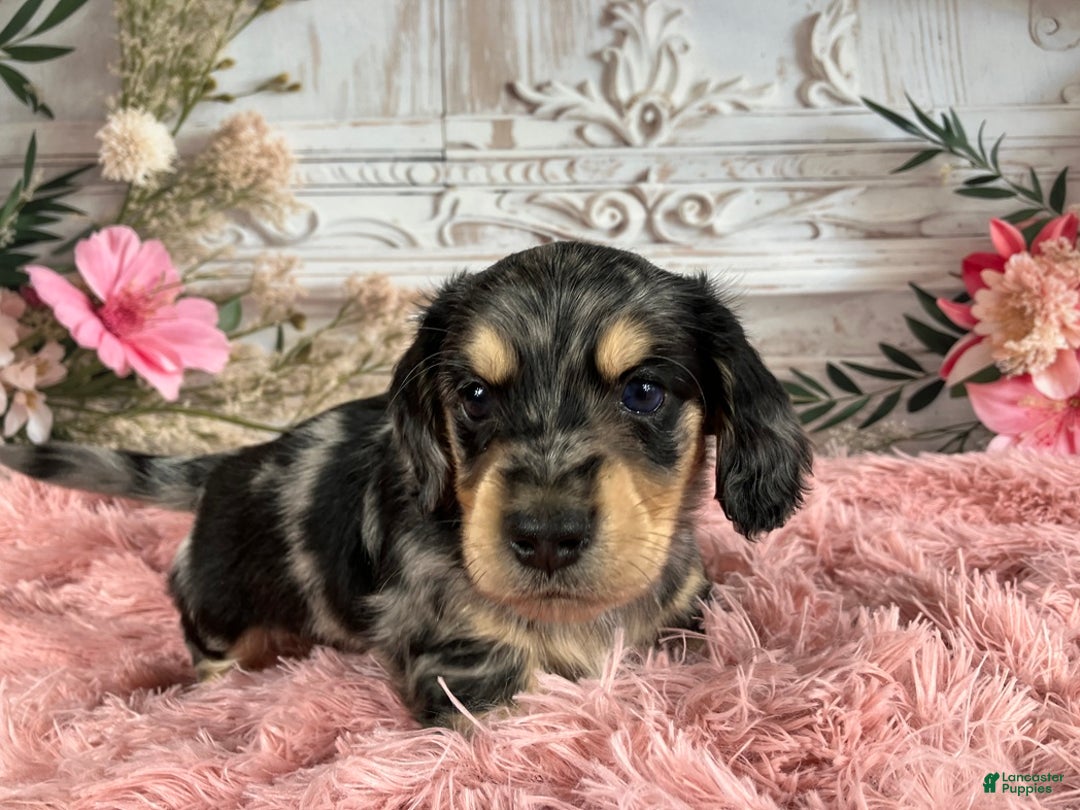 Miniature Dachshund dogs for sale: AKC-Rolo - Ad 8